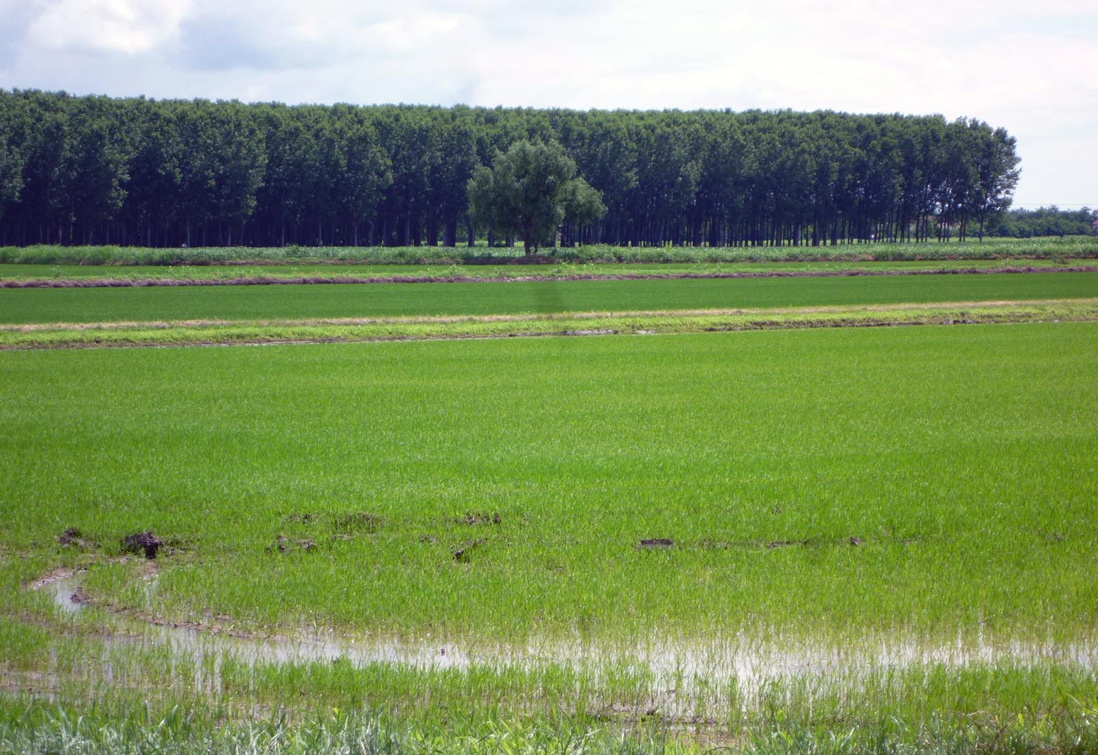 Azienda agricola a Pieve del Cairo - Le coltivazioni di riso