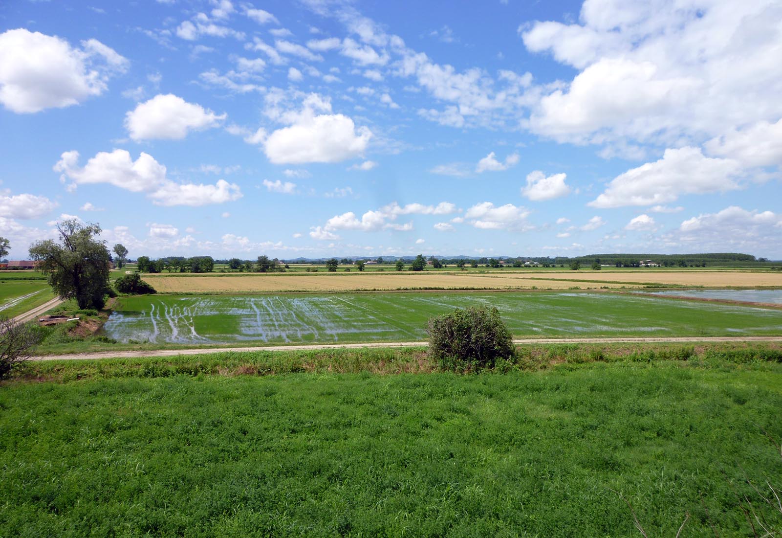 Azienda agricola a Pieve del Cairo - Le coltivazioni di riso