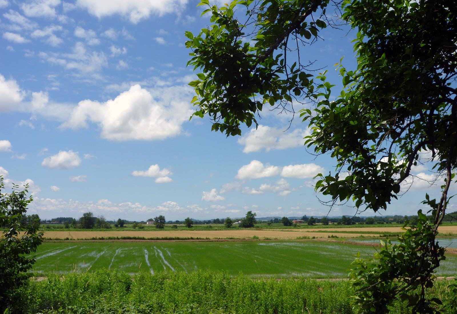 Azienda agricola a Pieve del Cairo - Le coltivazioni di riso